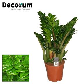 Zamioculcas Zenzi