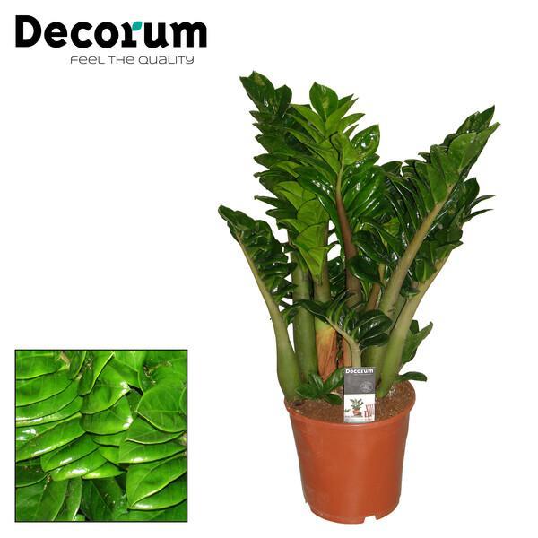 Zamioculcas Zenzi