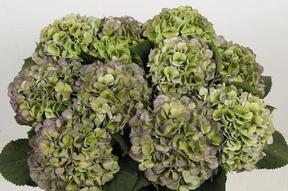 Hydrangea verena white classic