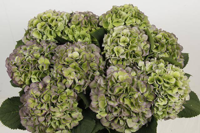 Hydrangea verena white classic