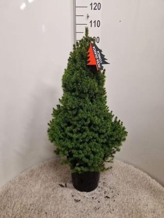 Picea glauca Conica