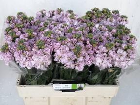 Matthiola iron cherry blossom