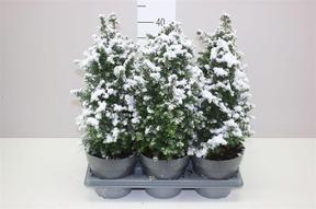 Chamaecyparis Excellent Point sníh