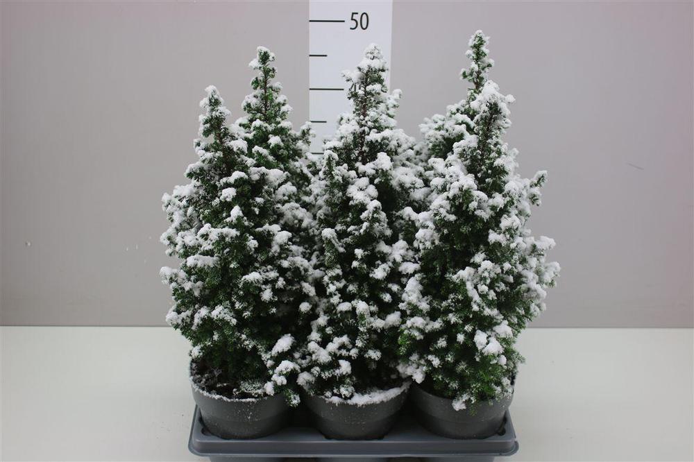 Chamaecyparis Excellent Point sníh