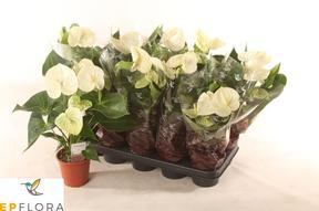Anthurium Samora white 5+
