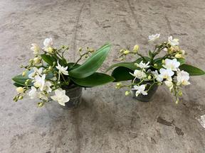 Phalaenopsis white Nazare 2tak