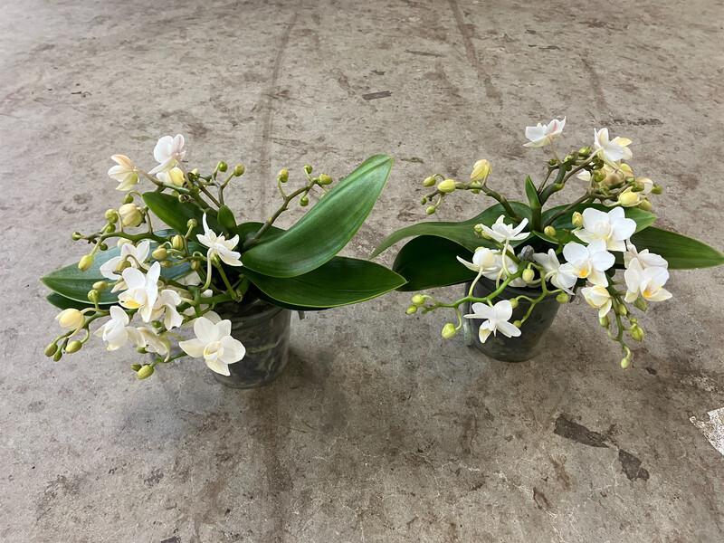 Phalaenopsis white Nazare 2tak