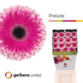 Gerbera diamond prelude