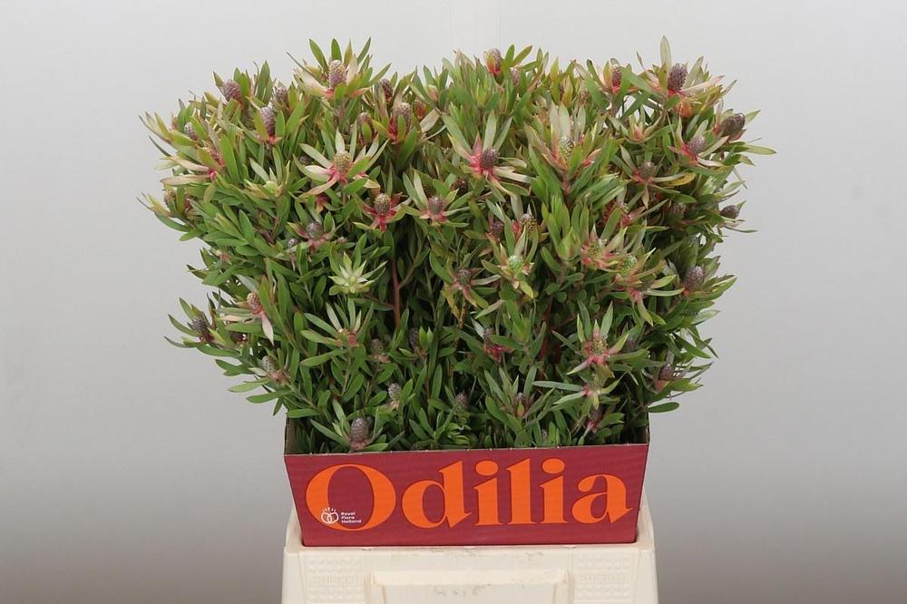 Leucadendron ayoba star pearl