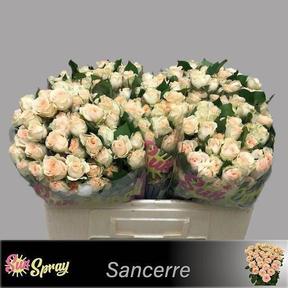 Rosa tr sancerre