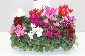 Cyclamen Super Serie Micro