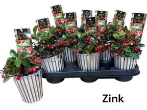 Gaultheria procumbens Big Berrry obal