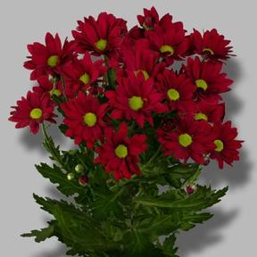 Chrys tr ruby star