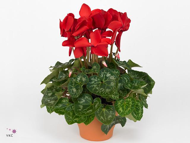Cyclamen XXXL