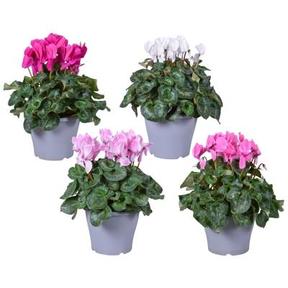 Cyclamen XXXL