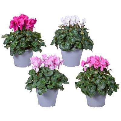 Cyclamen XXXL