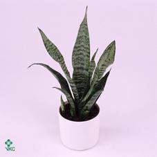 Sansevieria Moonshine