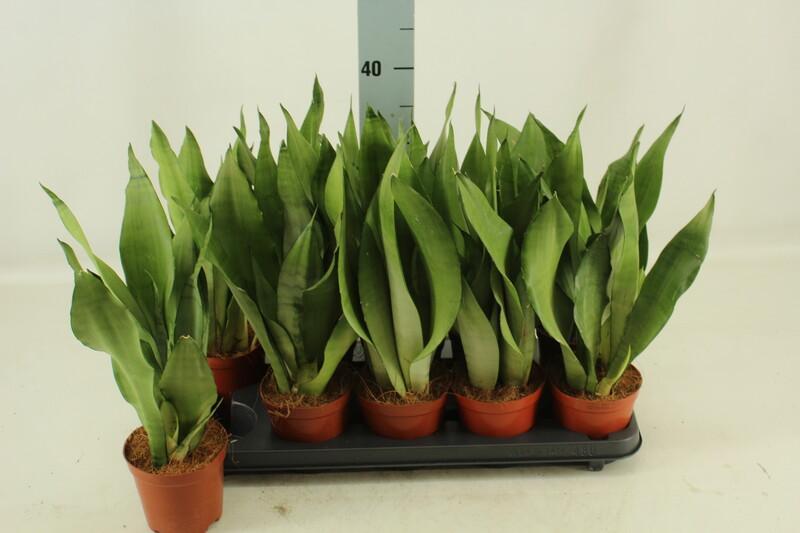 Sansevieria Moonshine