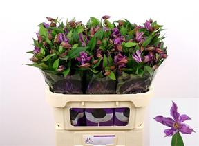 Clematis amazing Geneva