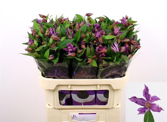 Clematis amazing Geneva