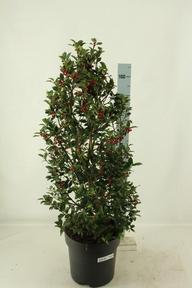 Ilex Blue Maid pyramida