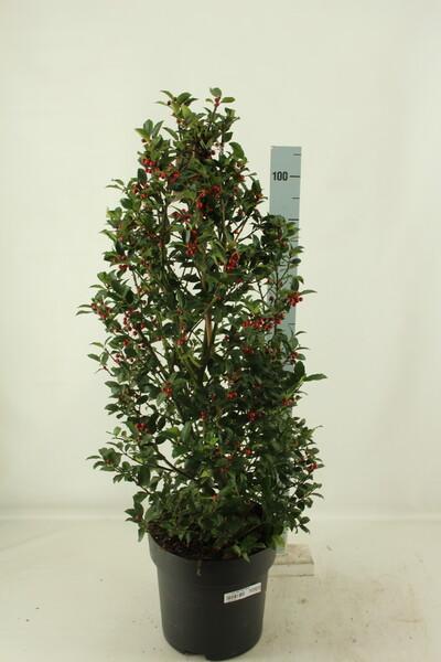 Ilex Blue Maid pyramida