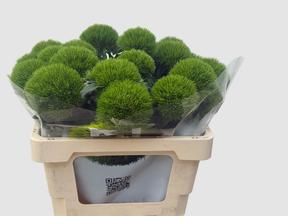 Dianthus barbathus kiwi mellow