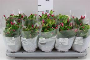 Schlumbergera mix