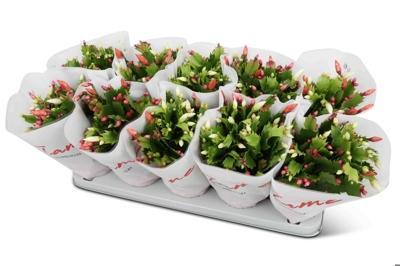 Schlumbergera mix