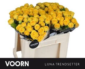 Rosa tr luna trendsetter