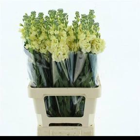 Matthiola iron yellow