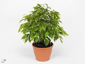 Ficus benj. Kinky