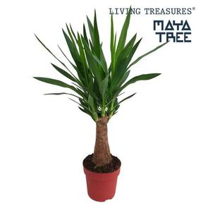 Yucca Maya Tree