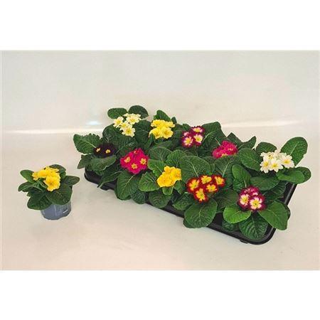 Primula mix NL