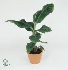 Musa Dwarf Cavendish