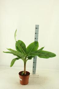 Musa Dwarf Cavendish