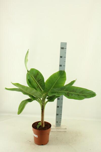Musa Dwarf Cavendish