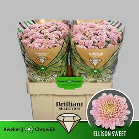 Chrys sa ellison sweet