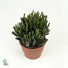 Crassula Horn Tree