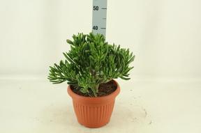 Crassula Horn Tree