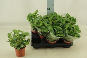 Peperomia Pixie