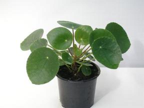 Pilea peperomiodes