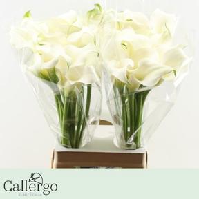 Zantedeschia white present