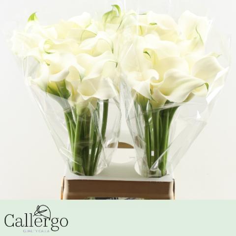 Zantedeschia white present