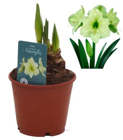Hippeastrum Exclusive mix 2tak