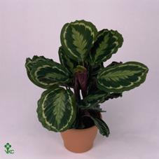 Calathea orbifolia