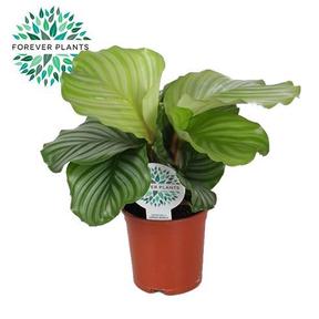 Calathea orbifolia
