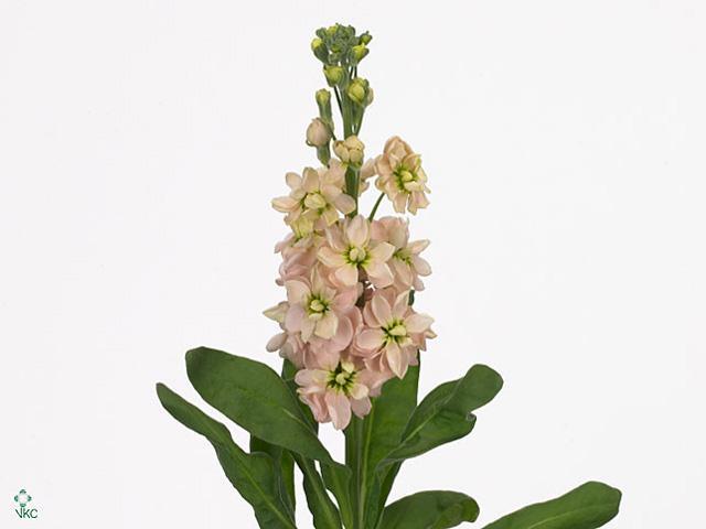 Matthiola apricot