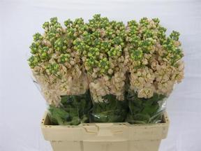 Matthiola apricot