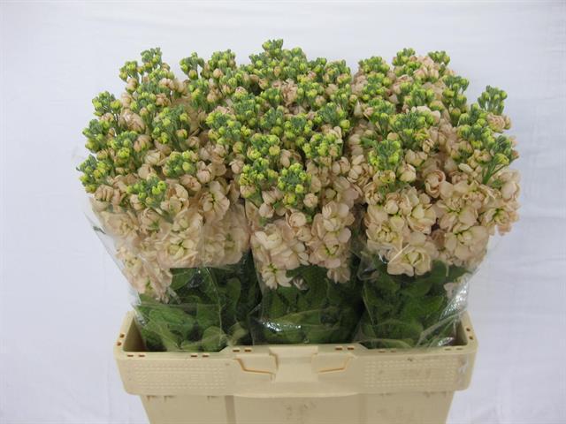 Matthiola apricot
